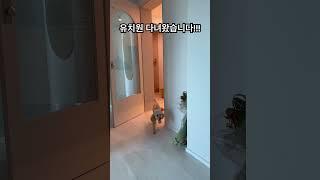 #강아지 #puppy #dog #pets #자몽 #cute #반려견 #강아지브이로그 #앵두 #chiwawa #유치원 #애견유치원