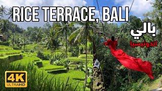  Tegallalang Rice Terrace - BALI, INDONESIA | Walking Tour | 4K