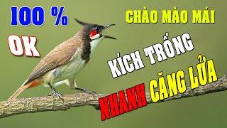 CHÀO MÀO MÁI KÍCH TRỐNG CĂNG LỬA  - CÁCH KÍCH LỬA CHÀO MÀO SỔ BỌNG HÓT CHÉ #chàomàohót