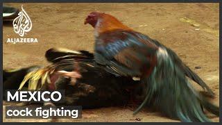 Al Jazeera gains rare access to Mexico cockfighting event