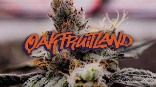 Oakfruitland x Deep Roots: Oakland California Premier Indoor Cannabis