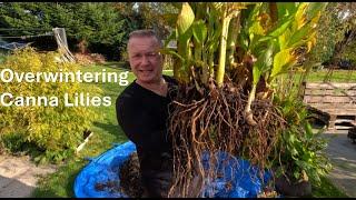 Preparing my Canna Lilies to go into the basement for the winter.