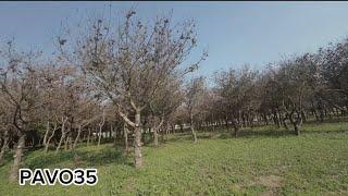 FPV Onetake Flying through the trees in a calm manner