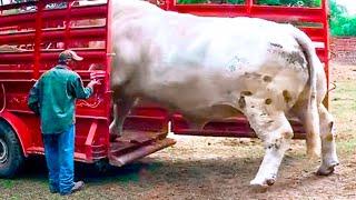 20 Biggest Bulls In the World