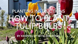 How to Plant Tulip Bulbs