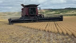 40' AirFlex NXT | Lentils | Case IH 8240 | Arcola, SK