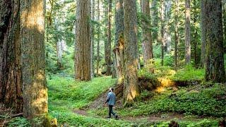 Ron Lloyd - "Oregon"