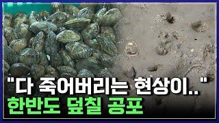 "다 죽어버리는 현상이.." 한반도 덮칠 공포 | 다큐S프라임 [반복재생]/YTN 사이언스