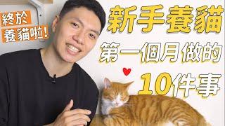 新手養貓第一個月做的10件事！我們終於領養貓咪啦