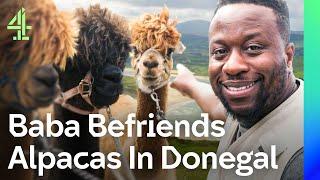 Babatunde Interviews Alpacas & Joins A Trad Band In Donegal | Where To Next? | Channel 4