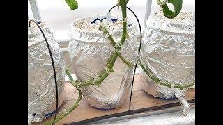 How To Handle Huge Tomato Vines in Greenhouse-Pakistan Hydroponics