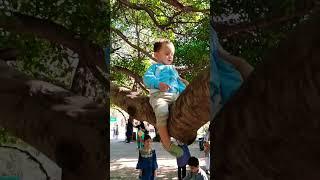 old tree#happy #instagood #life #reels #shorts #baby #cute #beautiful #shorts #viral #tiktok #