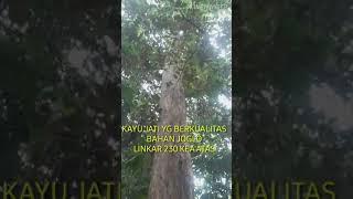 KAYU  RAKSASA JATI PILIHAN BUAT BAHAN JOGLO ''COKRO BILOWO