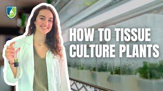 How to Tissue Culture Plants: Your Ultimate How-to Guide