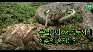 [풀버전] 굶주린 유혈목이 VS 독두꺼비, 최후의 승자는?｜야생의 화학전쟁 '독'｜KBS 환경스페셜 061115 방송