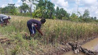 4 BULAN SUDAH BERLALU PAK SUDIWANI DITANAH RANTAU AHIRNYA BISA PANRN PADI