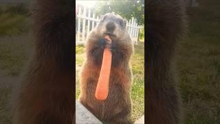 Mr. Sparkle Says Good Afternoon Everyone  #groundhog #cute #adorable #cutie #carrot #mr #sparkle