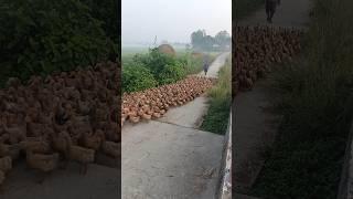 How to farm ducks in the villages of Bd #how #duck #village #farm