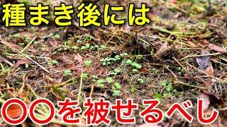 自然農初心者は注意！種まき後の草マルチが徒長の原因に？