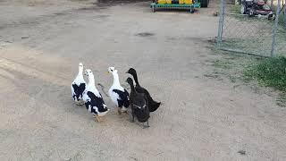 The ducklings at 5 weeks!