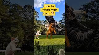 How to Protect your Dog against Predators     #facts #fact #funny #cats