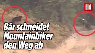 Schwarzbär jagt Mountainbiker durch einen Wald (Augenzeugen-Video)