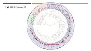 Histoire de la Terre et Classification des espèces