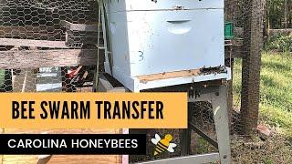 Honey Bee Swarm Transfer from Trap to Hive