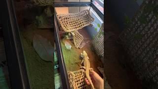 Setting up a bearded dragon enclosure! #shorts#reptilelover#beardeddragon