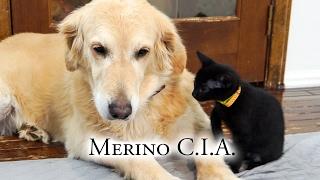 Merino CIA