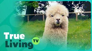 Turning Dreams into Reality: Kitty Vega's Alpaca Farming Adventure | My Dream Farm |True Living TV