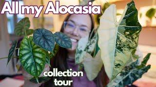 Alocasia collection tour! | Plant with Roos