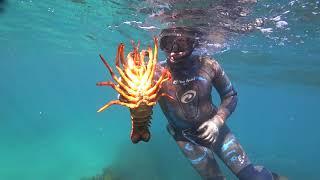 lobster diving off Coffs Harbour in 4K