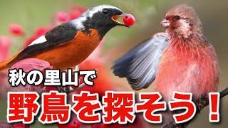 楽しい野鳥の世界！ジョウビタキと身近な小鳥たちの愉快な物語～