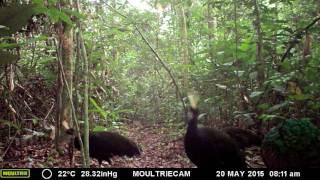 Congo peacock