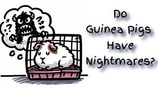 Do Guinea Pigs Have Nightmares?