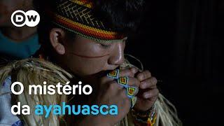 Por que tem tanta gente tomando ayahuasca no Brasil? | Documentário