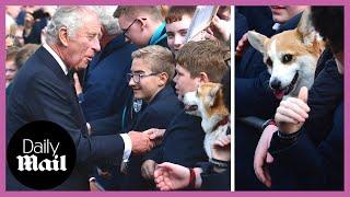 King Charles III delighted to meet cute corgi on Belfast walkabout