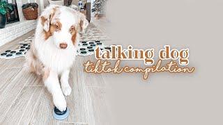 Talking dog Tiktok compilation | Flambo the dog