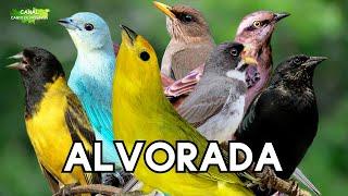 Pássaros Fazendo ALVORADA AO AMANHECER, Canto das Aves !