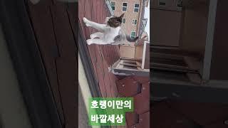 #호랭이의바깥세상 #호랑이 처럼 건강하라고 호랭이 #좋아좋아좋아라   #니만좋으면돼