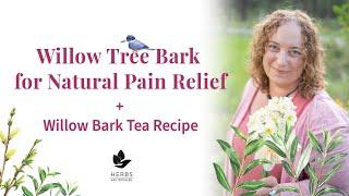 Willow Tree Bark for Natural Pain Relief + Willow Bark Tea Recipe