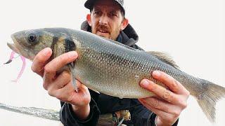 Lure Fishing For Bass In North Devon / Reins Rockvibes / A Few Autumn Highlights