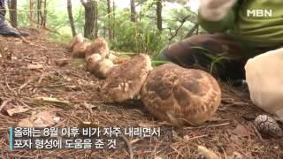 6년 만에 대풍년! 축제 여는 '봉화 송이'