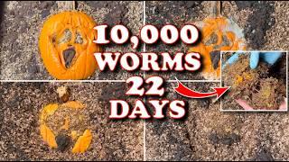 Mind-Blowing Power of Compost Worms In Action! | Vermicompost Worm Farm