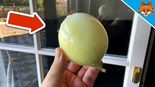 Rub an Onion over your Window and WATCH WHAT HAPPENS(Mind Blowing)