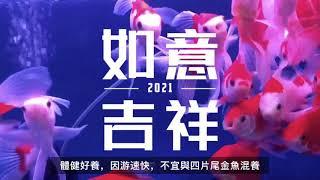 如何挑選好金魚(How to choose a good goldfish?)-玉如意(Comet goldfish)