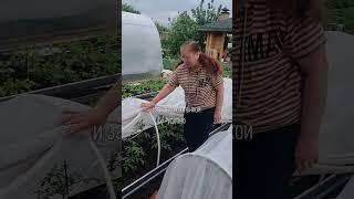 Парник своими руками