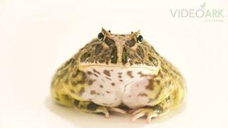 A Chacoan horned frog (Ceratophrys cranwelli) named Hulk at Omaha’s Henry Doorly Zoo and Aquarium.