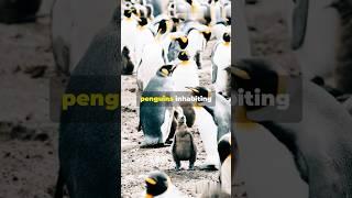  Antarctica: A Wildlife Wonderland! ️ #shorts